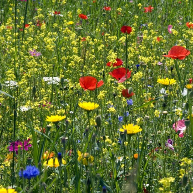 Wildblumenwiesensamen ca. 1 g